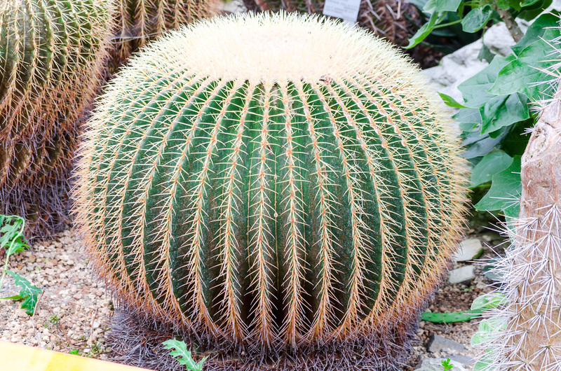 Block Unwanted Views Naturally with Elegant Tall-Potted Plant Selections