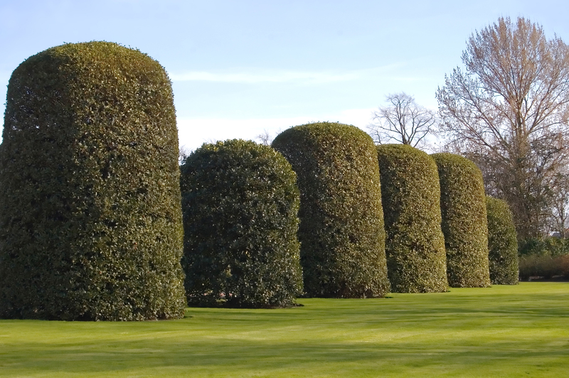 Block Unwanted Views Naturally with Elegant Tall-Potted Plant Selections
