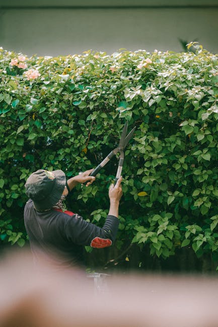 A gardener wearing a dark hat and jacket is trimming a dense, neatly shaped hedge with long-handled pruning shears. The hedge has vibrant green leaves and small pink flowers, indicating healthy growth