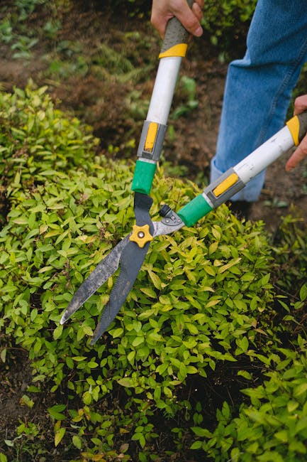 A gardener wearing a dark hat and jacket is trimming a dense, neatly shaped hedge with long-handled pruning shears. The hedge has vibrant green leaves and small pink flowers, indicating healthy growth